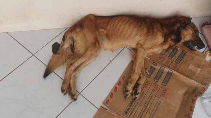 Cachorro morre de fome e sede e homem é preso por maus-tratos em SC