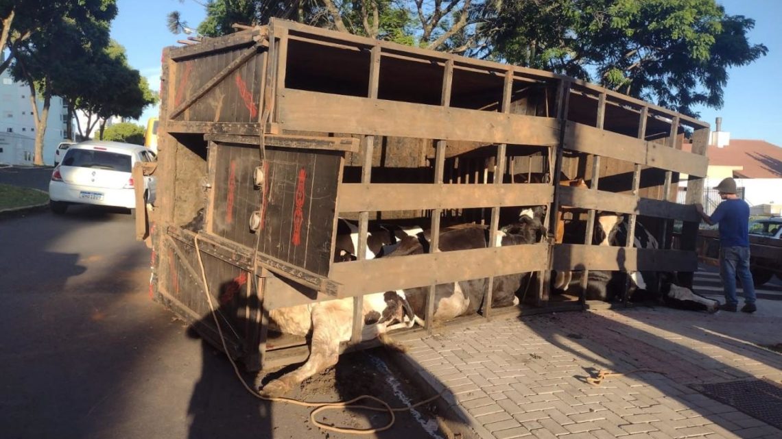 Caminhão com bois capota em Chapecó