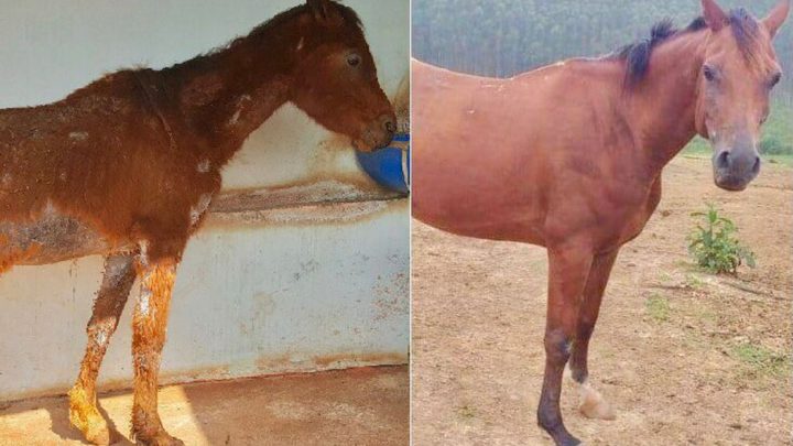 Cavalo resgatado às margens de rio engorda 20 kg e vira mascote de ONG: ‘Lindo, dócil e saudável’