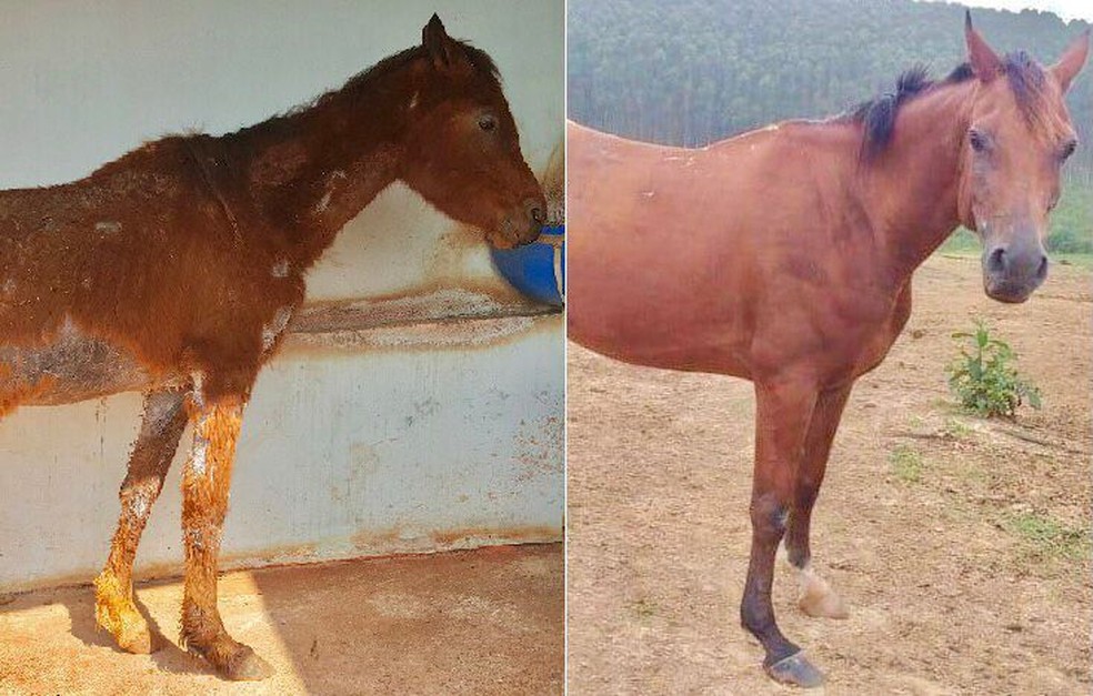 Cavalo resgatado às margens de rio engorda 20 kg e vira mascote de ONG: ‘Lindo, dócil e saudável’