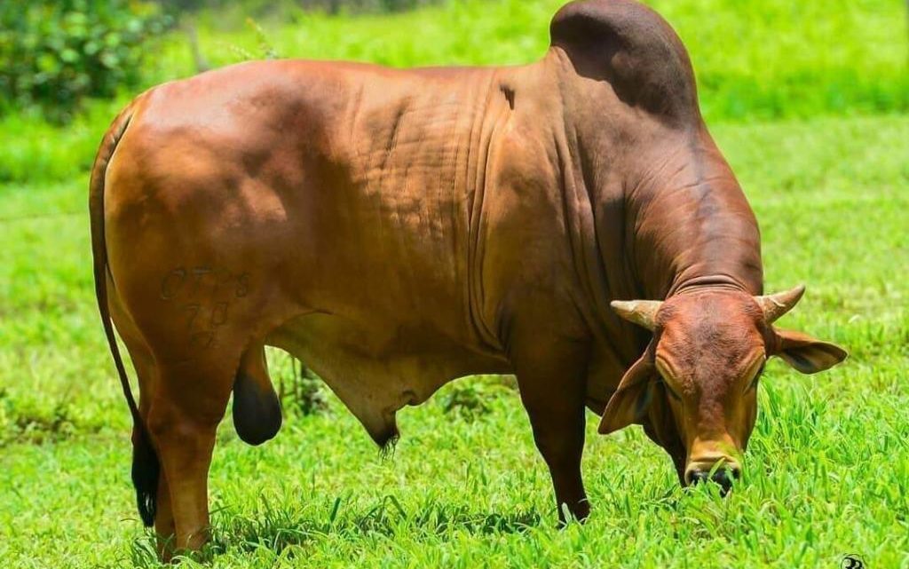 Idoso é derrubado e pisoteado por boi em Chapecó