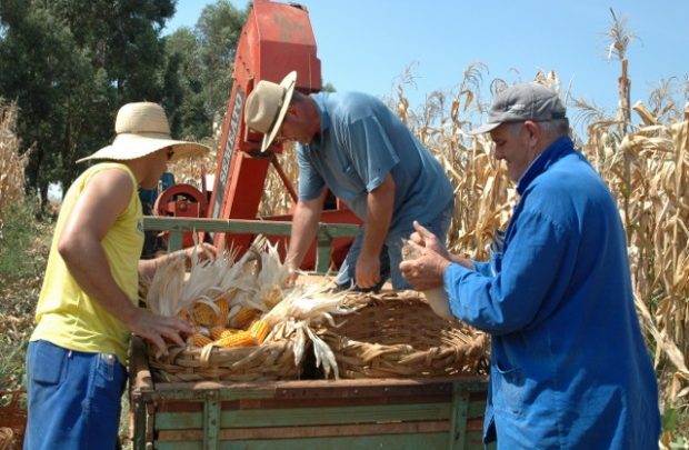 Produção de milho pode crescer 2,5 milhões de toneladas em SC sem ampliar área plantada