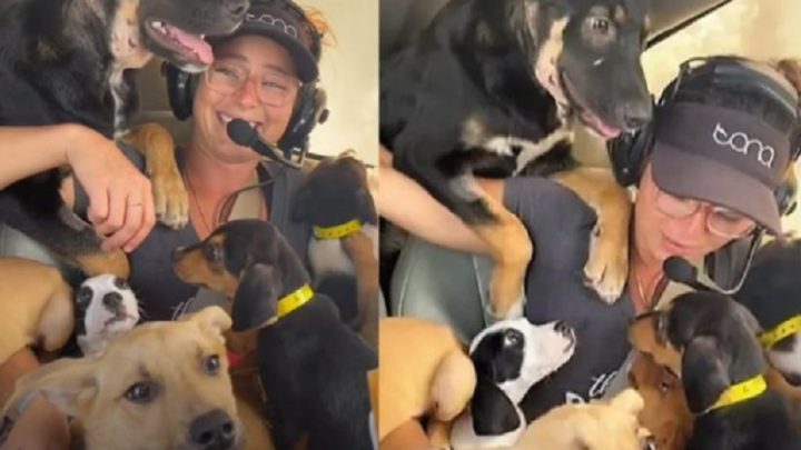 Vídeo: Mulher usa avião para salvar 27 cachorros que seriam sacrificados