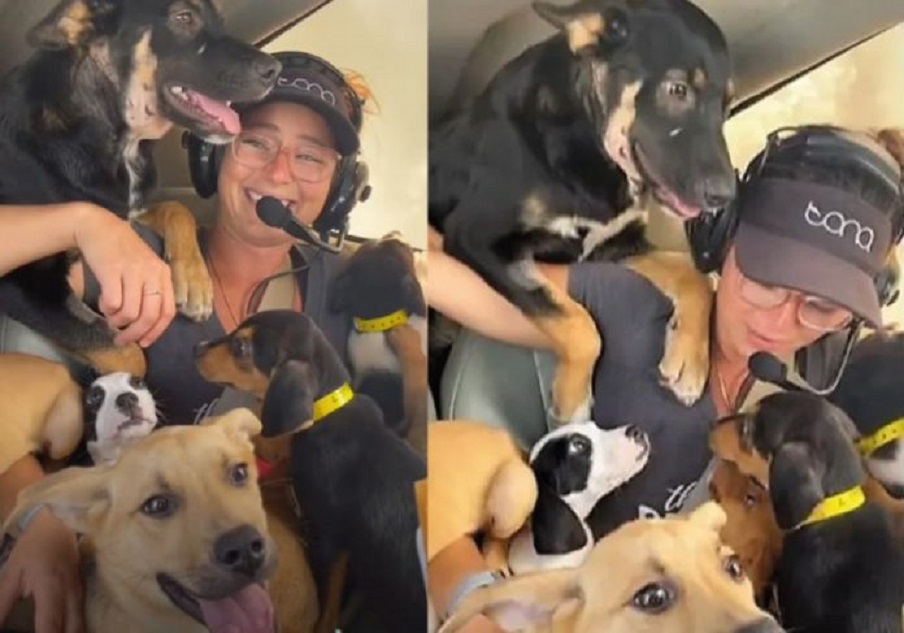 Vídeo: Mulher usa avião para salvar 27 cachorros que seriam sacrificados