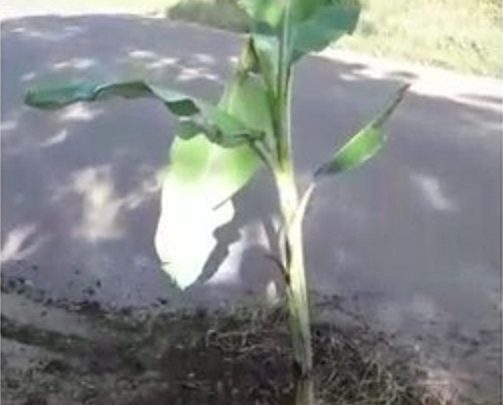 Vídeo: motorista “planta” pé de bananeira em buraco de rodovia no Oeste