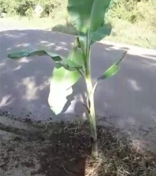 Vídeo: motorista “planta” pé de bananeira em buraco de rodovia no Oeste