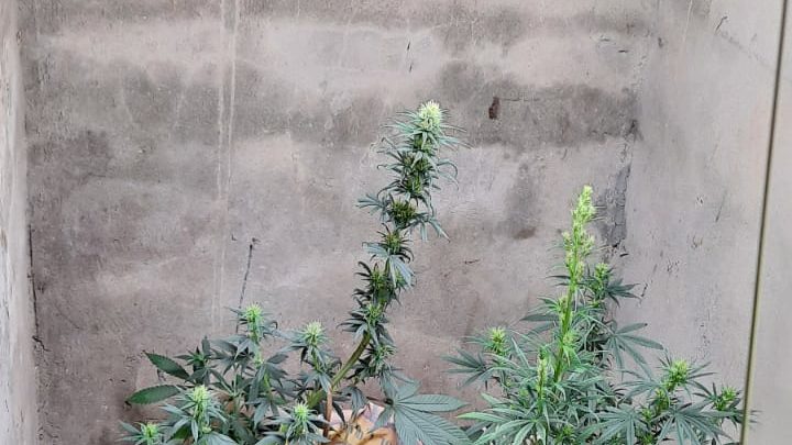 Vídeo: homem é detido após cultivar pés de maconha dentro de casa em Chapecó