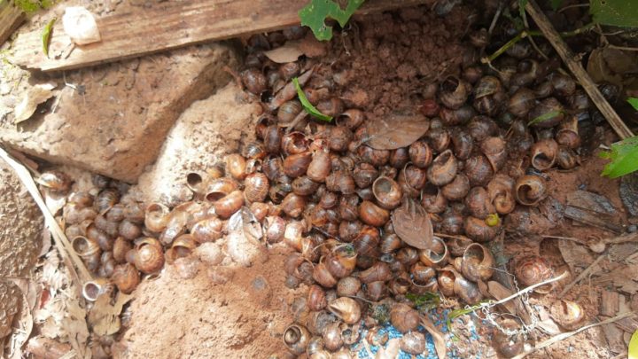 Vigilância Ambiental alerta para infestação de lesmas e caramujos em Chapecó