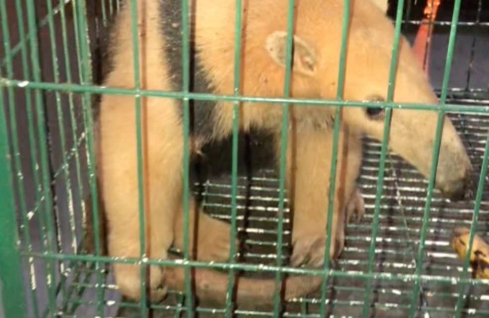Vídeo: tamanduá invade casa, briga com cachorro e é resgatado em SC