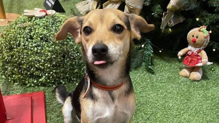 Cachorro pega ônibus sozinho e vai passear em shopping