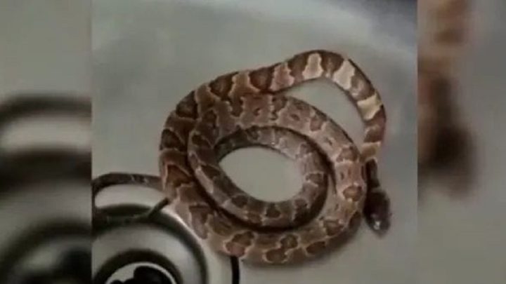 Cobra é encontrada dentro da pia após morador acordar com barulho na cozinha em SC