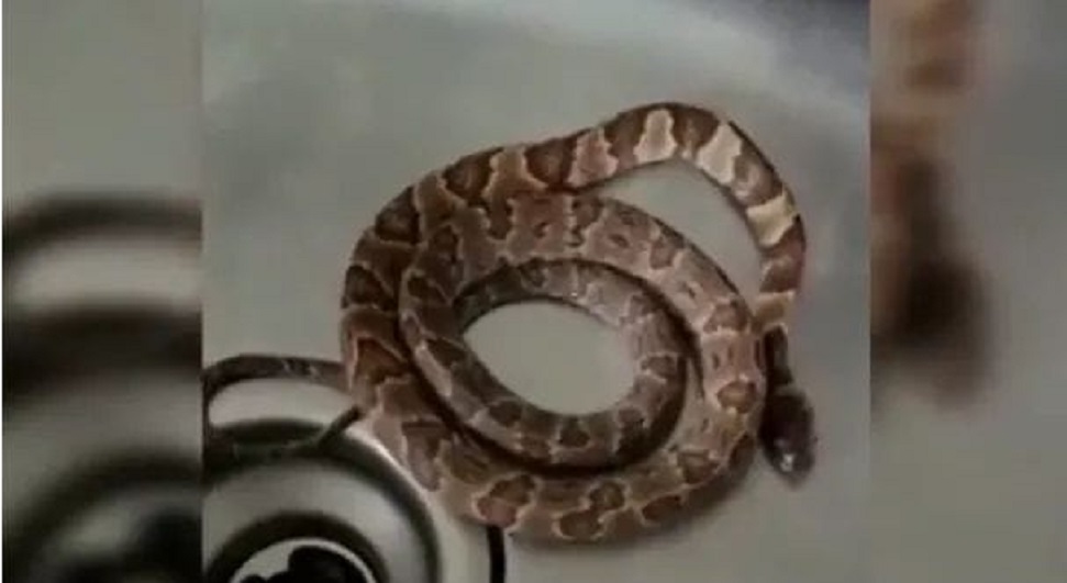 Cobra é encontrada dentro da pia após morador acordar com barulho na cozinha em SC