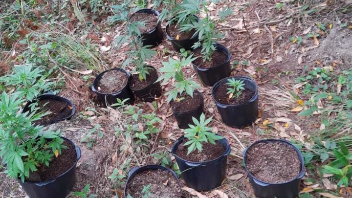 Ação conjunta localiza plantação de maconha em SC