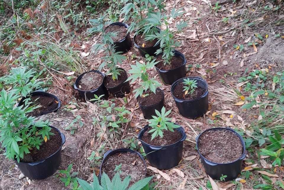 Ação conjunta localiza plantação de maconha em SC