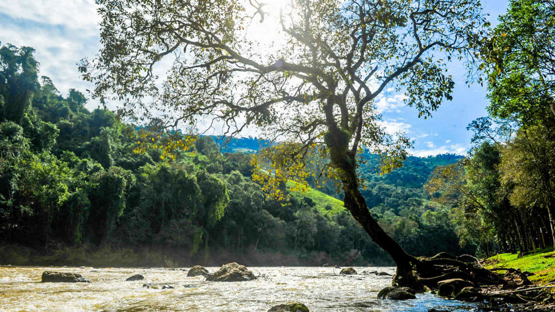 Arvoredo: uma imersão na cultura regional