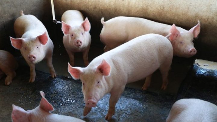 Santa Catarina atualiza legislação estadual para proteger os rebanhos da peste suína africana