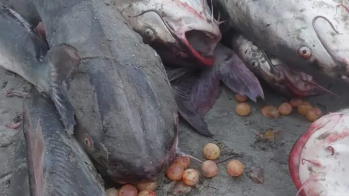 Pesca de bagres em Balneário Camboriú é crime ambiental e pode render multa milionária
