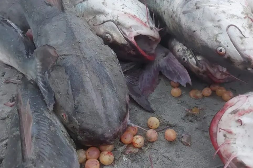 Pesca de bagres em Balneário Camboriú é crime ambiental e pode render multa milionária