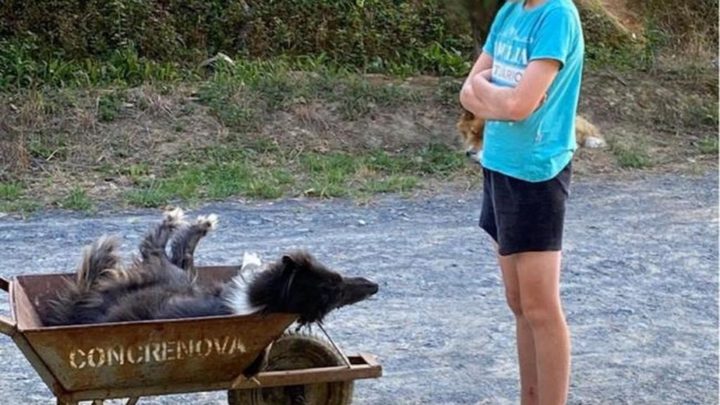 Morador de SC registra tristeza do irmão ao ver cachorro de estimação morto envenenado
