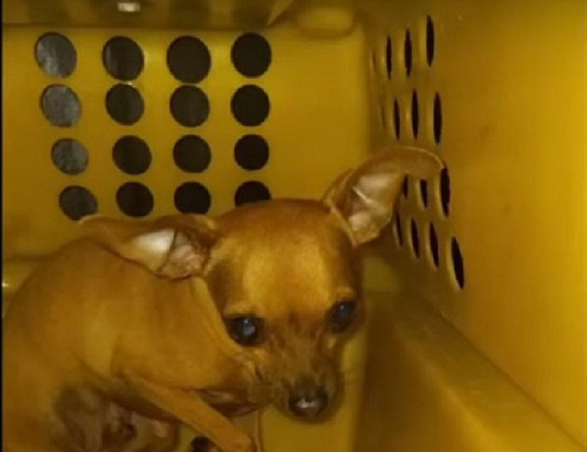 Vídeo: Cachorro é salvo após ficar trancado por 4 horas em carro em SC