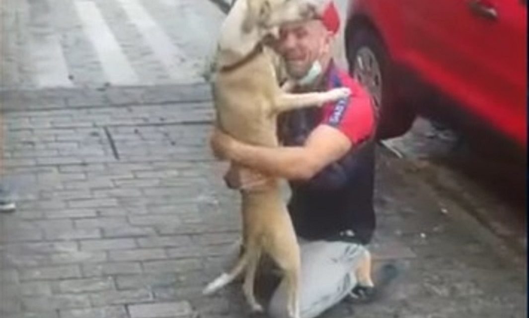Vídeo: cachorrinha Pandora reencontra a família 45 dias depois de sumir em aeroporto