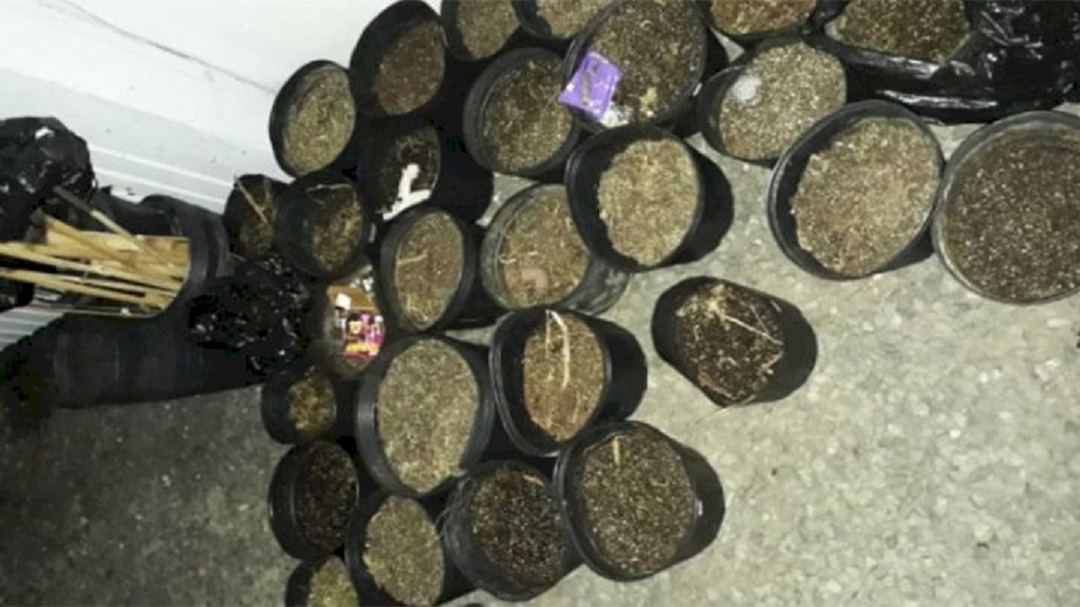 Drogas são apreendidas e suspeito é preso com 28 vasos preparados para o plantio de maconha em SC