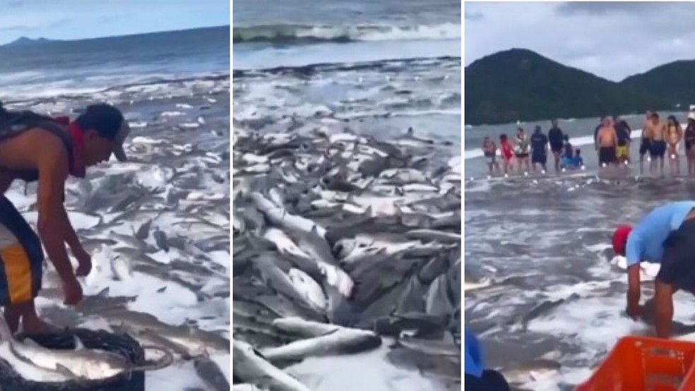 Vídeos: pescadores capturam 10 toneladas de bagre na Praia Central em Balneário Camboriú