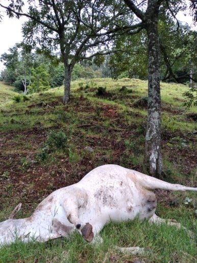 Fio de alta tensão cai e mata vaca em São José do Cedro