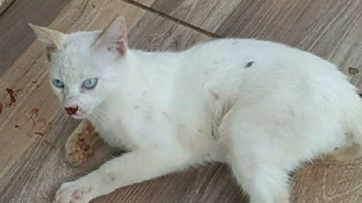 Pai tenta matar gato com espeto e causa confusão no oeste