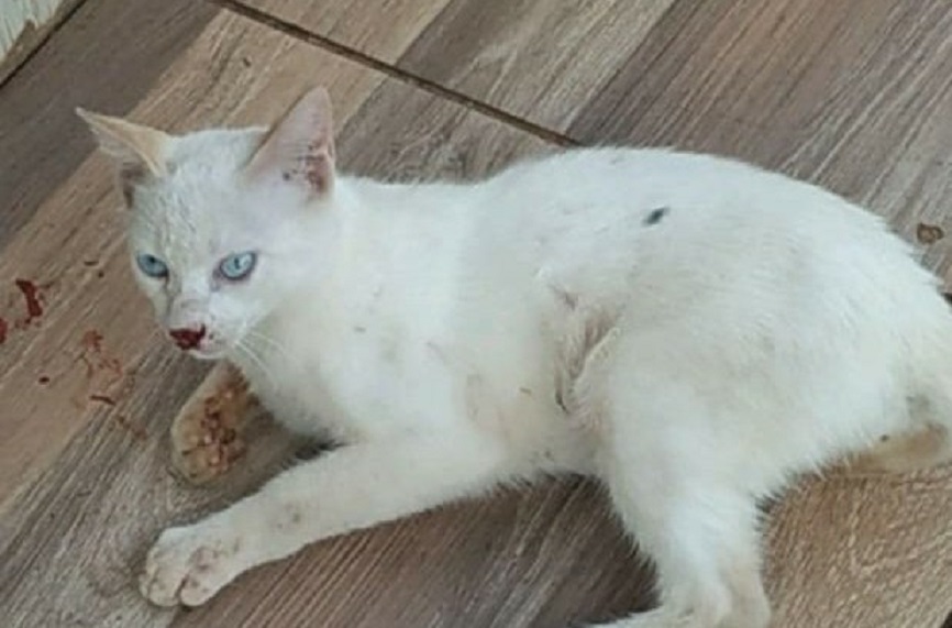 Pai tenta matar gato com espeto e causa confusão no oeste