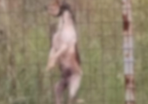 Crueldade: cachorro é encontrado enforcado em cerca em Xaxim