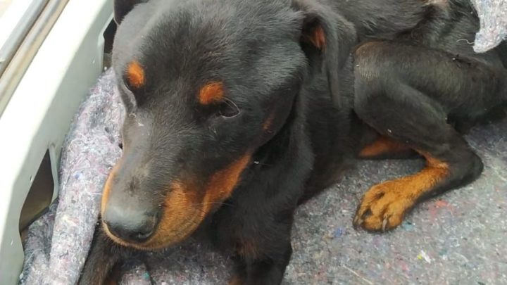 NAPA realiza segunda prisão por maus tratos de animais