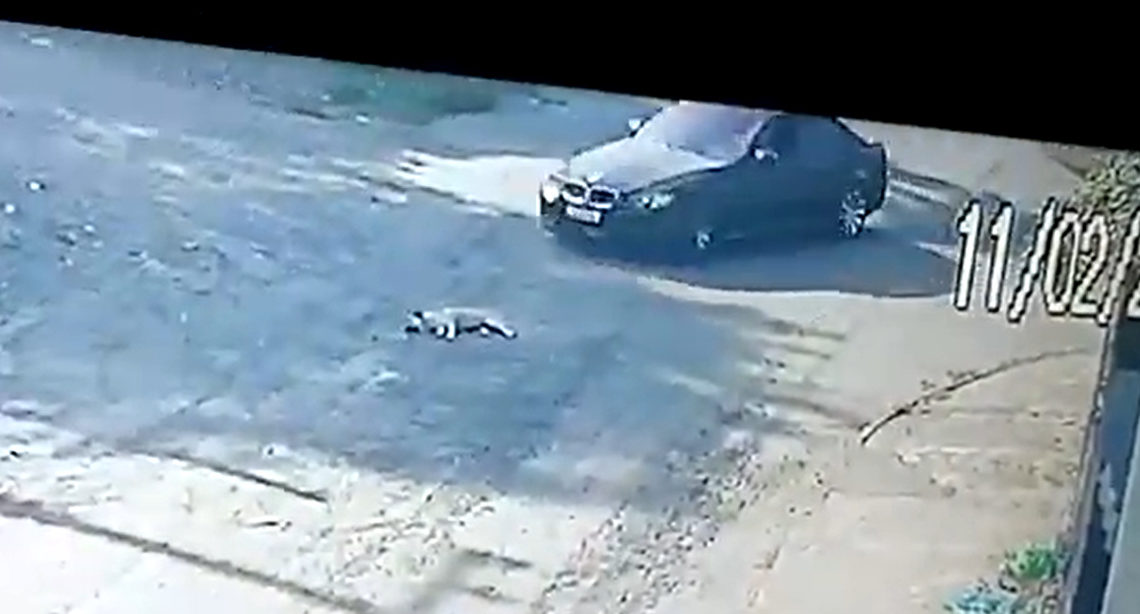 Vídeo chocante: cãozinho deitado na rua é atropelado em SC