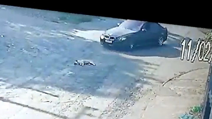 Vídeo chocante: cãozinho deitado na rua é atropelado em SC