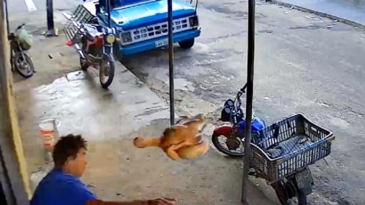 Vídeo: homem reage a assalto atirando um frango no ladrão