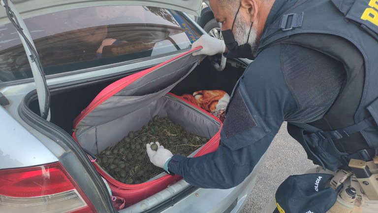 Casal é preso com quase mil filhotes de tartarugas que seriam revendidos em SC