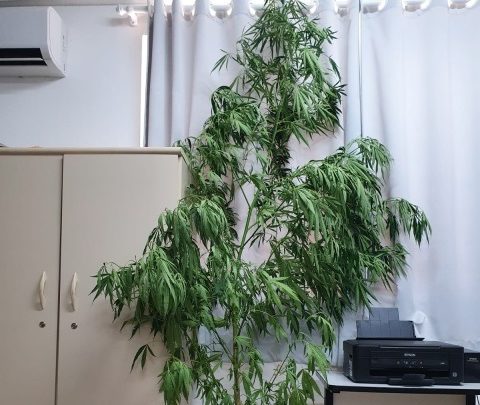 Pé de maconha de quase três metros de altura é apreendido em SC