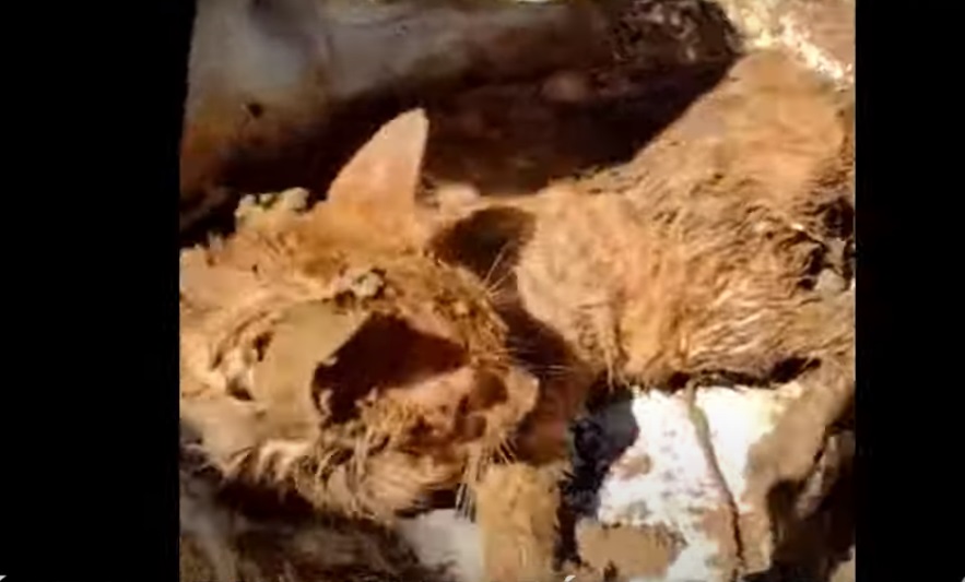 Vídeo: Gato é resgatado com vida após nove dias soterrado em Petrópolis