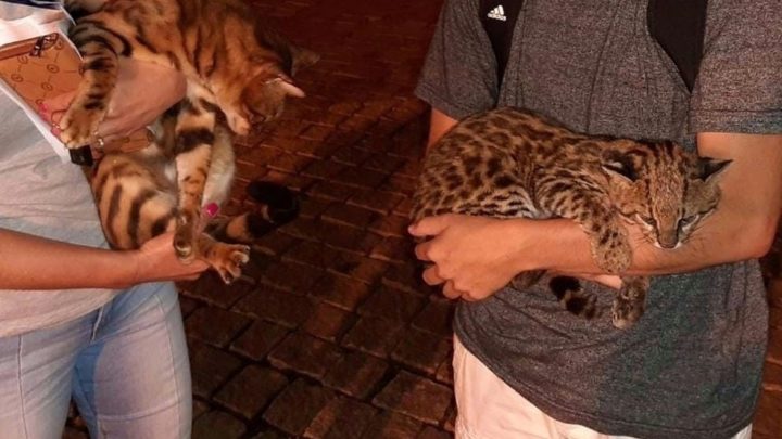 Gato-do-mato é confundido com animal doméstico em SC e homem o segura no colo sem saber de riscos: ‘Teve sorte’