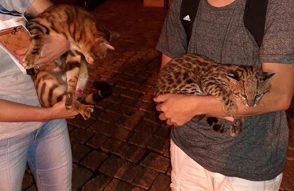 Gato-do-mato é confundido com animal doméstico em SC e homem o segura no colo sem saber de riscos: ‘Teve sorte’