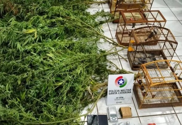 PM apreende plantação de maconha, drogas e pássaros silvestres