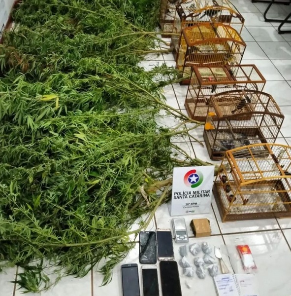 PM apreende plantação de maconha, drogas e pássaros silvestres