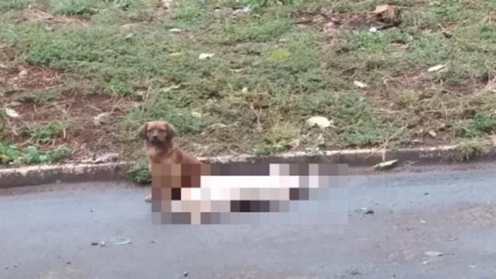 Cão não abandona amigo que morreu atropelado no Oeste de SC