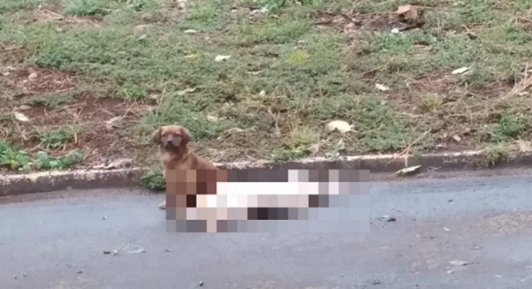 Cão não abandona amigo que morreu atropelado no Oeste de SC