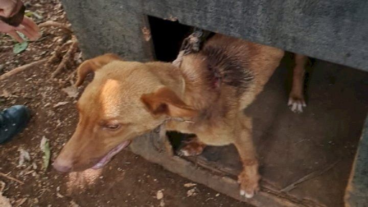 Mulher é presa por maus-tratos animais em Abelardo Luz