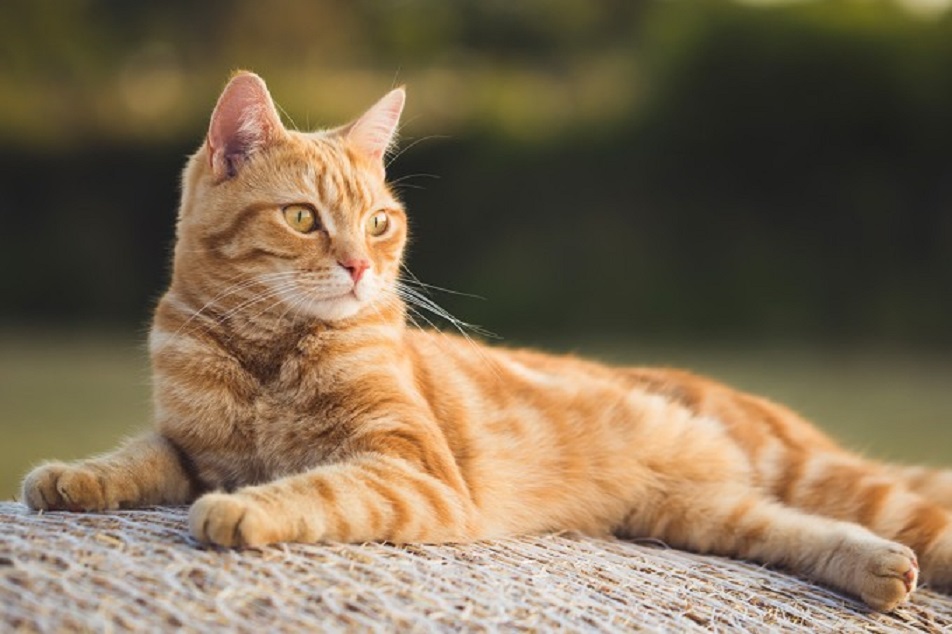 Tutor que dava bebida alcoólica para gato em SC vai ter que indenizar veterinária