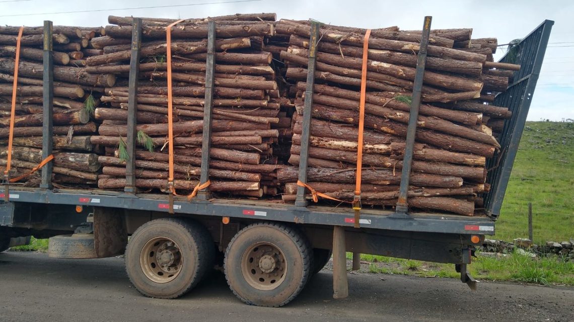 Vídeo: caminhão é flagrado transportando pinus de forma irregular em SC