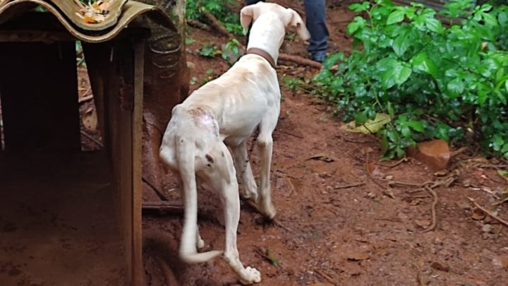 Polícia Civil prende suspeito de crime de maus-tratos de cinco cães em SC
