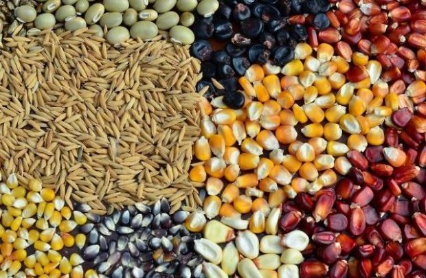 Confira no Boletim Agropecuário os bons preços pagos aos produtores de grãos em Santa Catarina