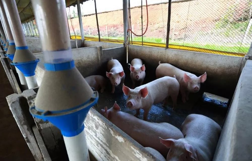 Canadá abre mercado para carne suína produzida em Santa Catarina